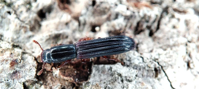 Colydium elongatum - ösztövér héjbogár