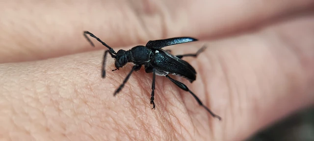 Stictoleptura scutellata - hegyi virágcincér
