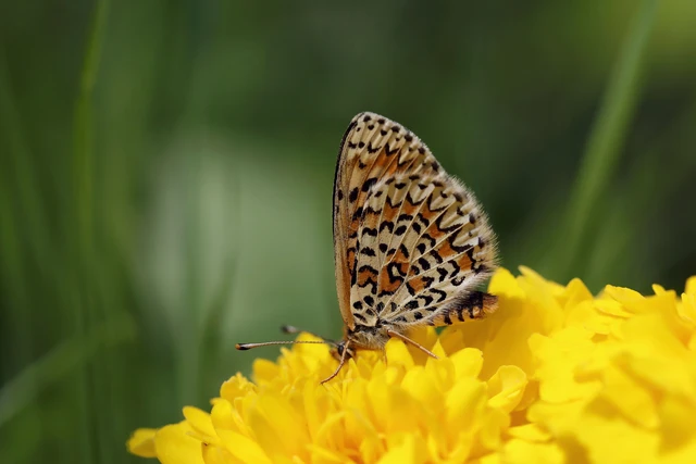 Melitaea trivia - kis tarkalepke