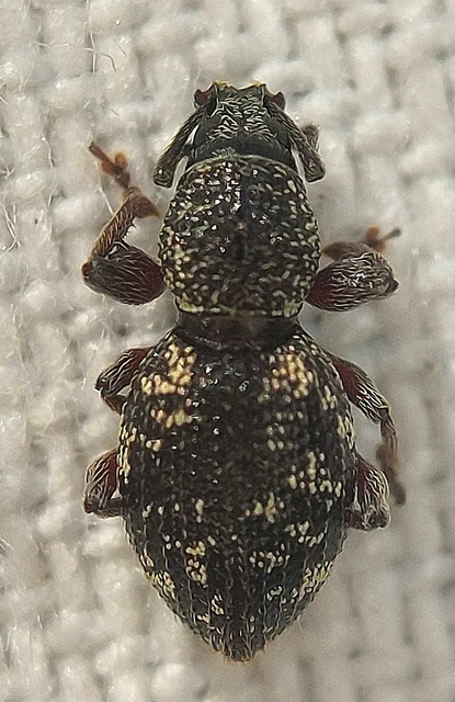 Otiorhynchus fullo - aranypikkelyes gyalogormányos