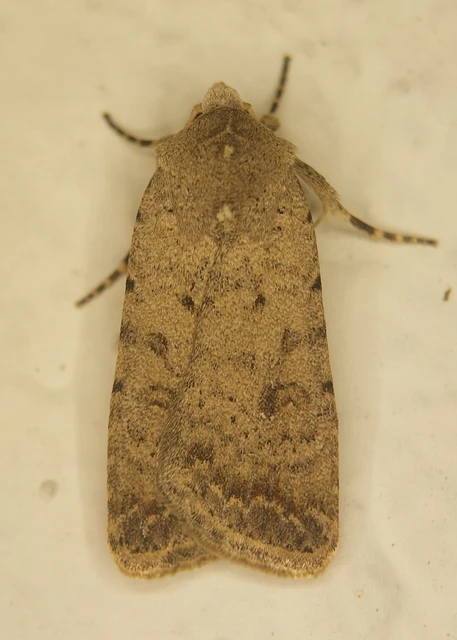 Paradrina clavipalpis - közönséges selymesbagoly