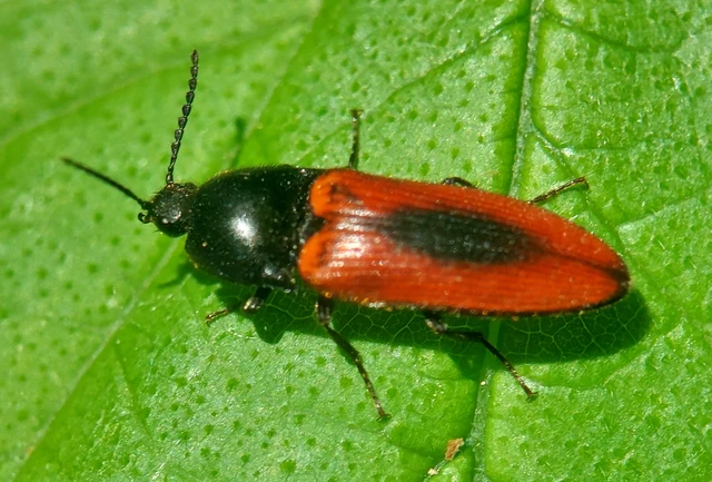 Ampedus sanguinolentus - középfoltos pattanó