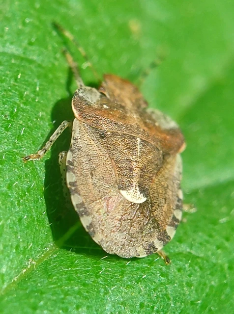 Dyroderes umbraculatus Dyroderes umbraculatus