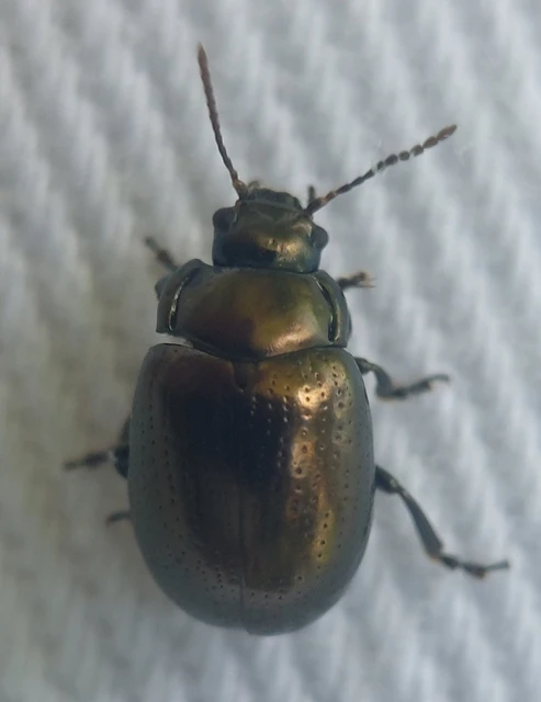 Chrysolina chalcites - homoki levelész Chrysolina chalcites - homoki levelész