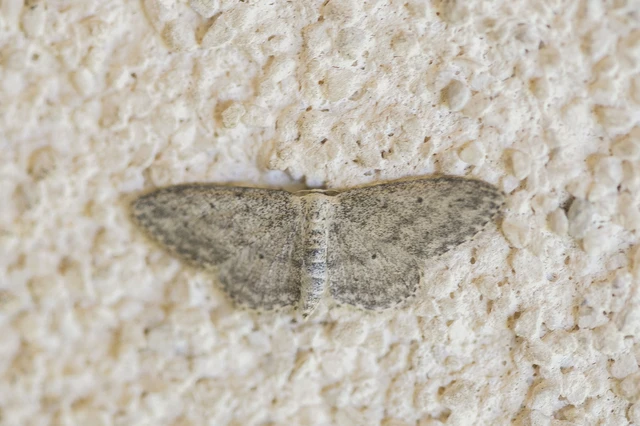 Idaea seriata - szürke apróaraszoló