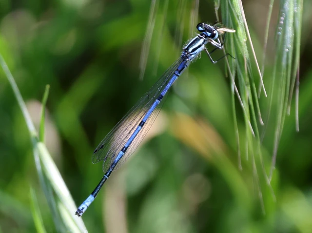Coenagrion puella - azúrkék légivadász