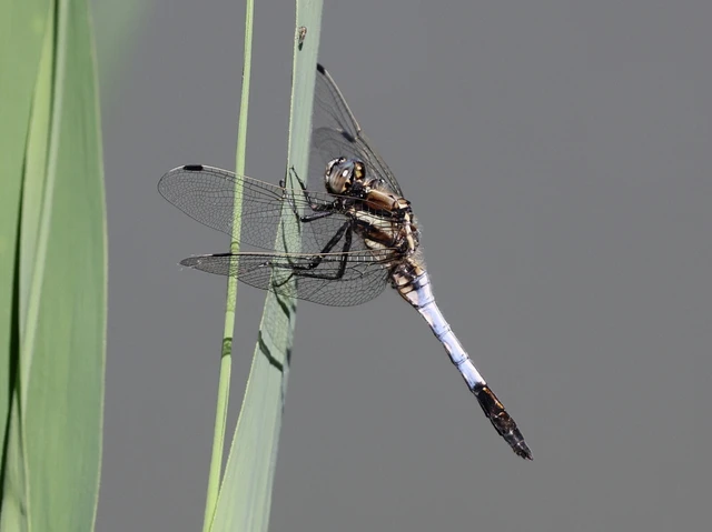 Orthetrum albistylum - fehérfarkú pásztorszitakötő