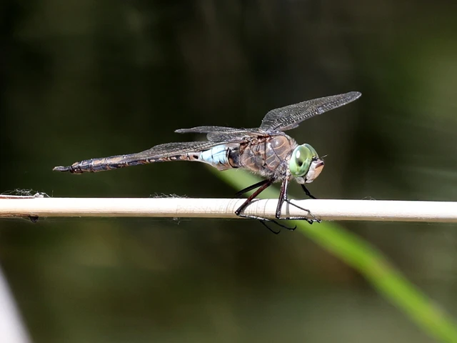 Anax parthenope - barna óriásacsa