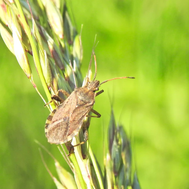 Ceraleptus gracilicornis - tüskéslábú karimáspoloska