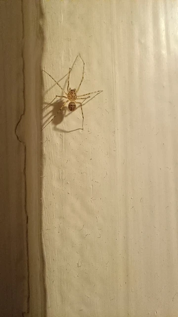 Scytodes thoracica - közönséges csupaszpók