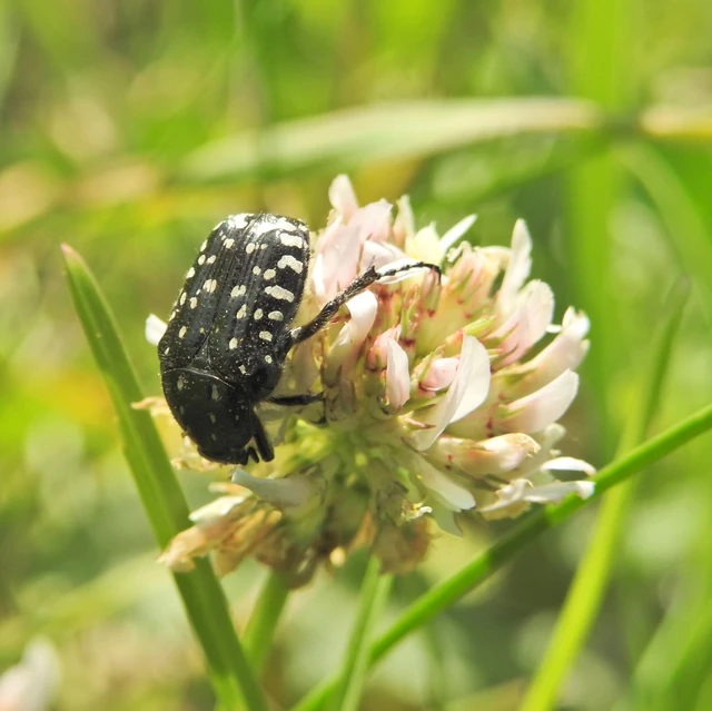 Oxythyrea funesta - sokpettyes virágbogár