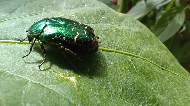 Cetonia aurata - aranyos virágbogár