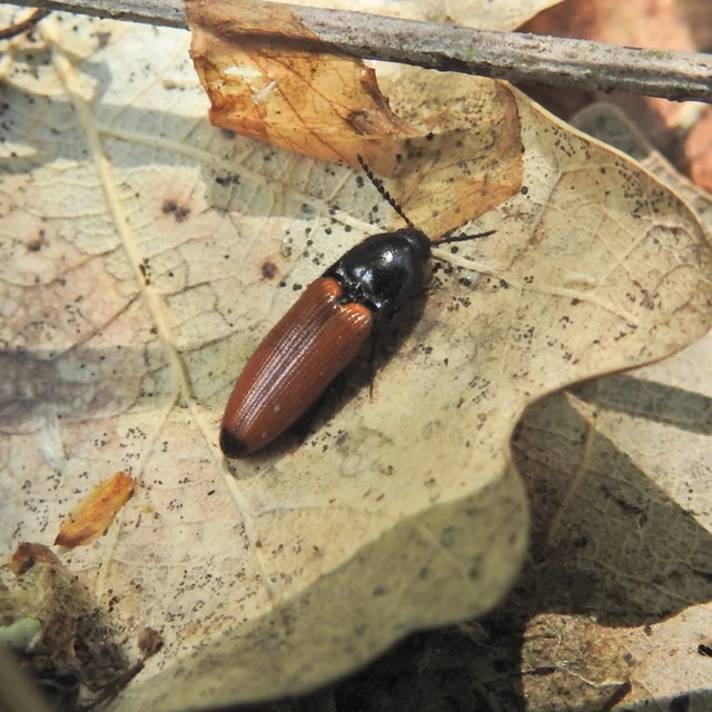 Ampedus