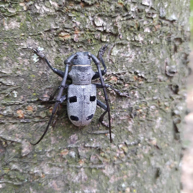 Morimus asper funereus - gyászcincér