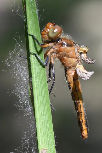Libellula fulva - kisfoltos laposacsa