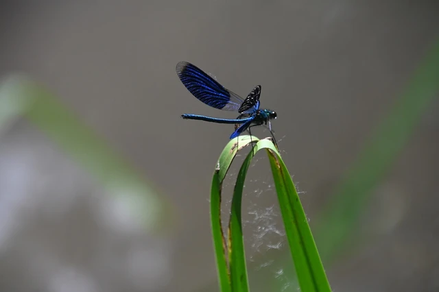 Calopteryx splendens - sávos szitakötő