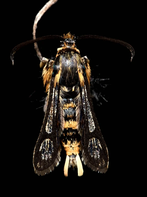 Chamaesphecia masariformis - ökörfarkkóró-szitkár