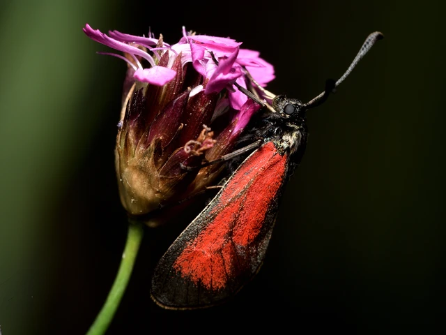 Zygaena minos/purpuralis