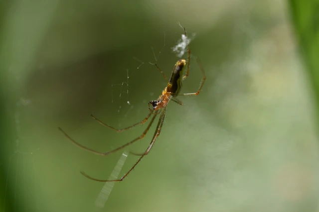 Tetragnatha
