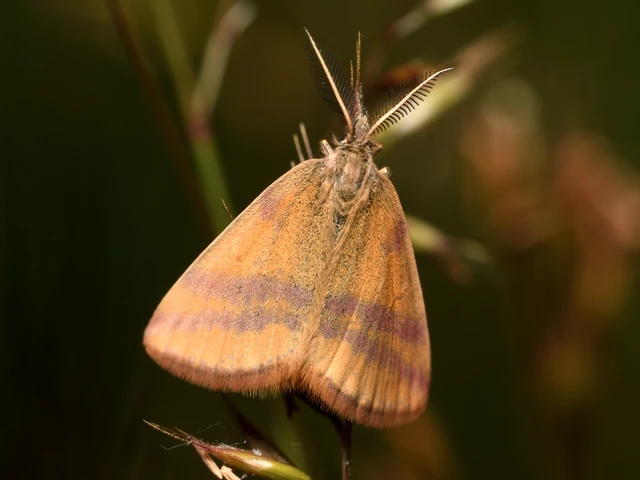 Lythria cruentaria - bíborcsíkos araszoló