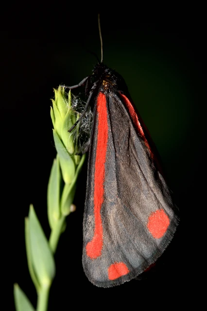Tyria jacobaeae - jakabfű-medvelepke