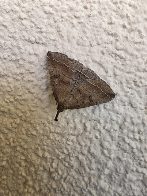 Pechipogo plumigeralis - tollascsápú karcsúbagoly