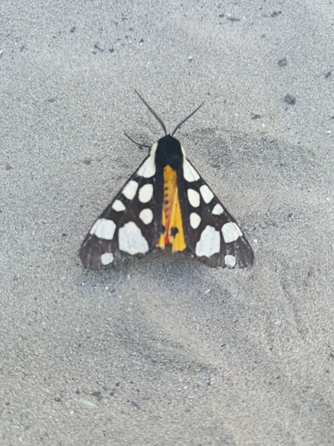 Arctia villica - fekete medvelepke