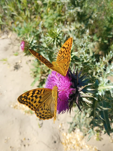 Argynnis pandora - zöldes gyöngyházlepke