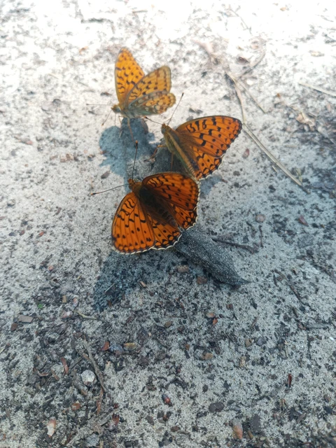 Argynnis niobe - ibolya-gyöngyházlepke
