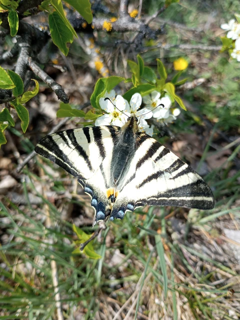 Iphiclides podalirius - kardoslepke