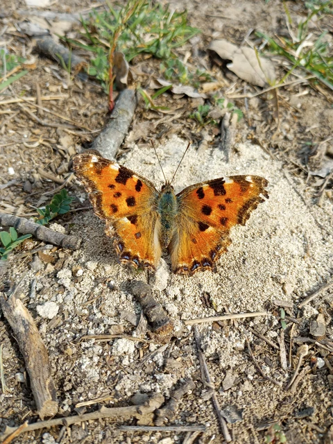 Nymphalis polychloros - nagy rókalepke