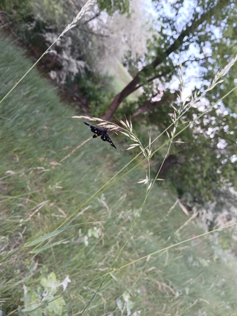 Amata phegea - fehérpettyes álcsüngőlepke