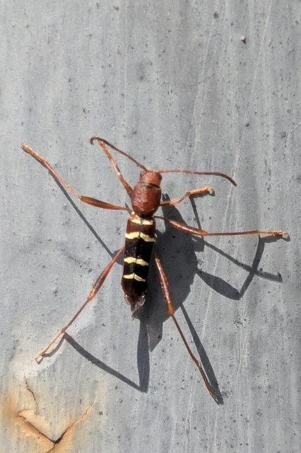 Neoclytus acuminatus - amerikai darázscincér