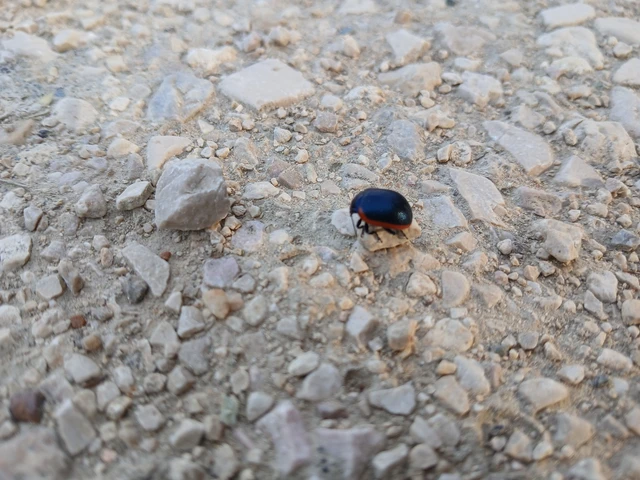 Chrysolina