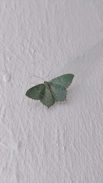 Hemithea aestivaria - nyír-zöldaraszoló