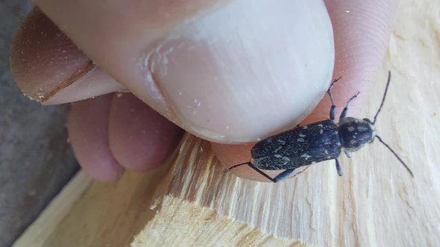 Xylotrechus rusticus - egérszínű darázscincér Xylotrechus rusticus - egérszínű darázscincér