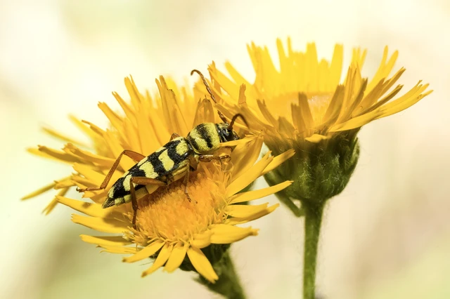 Echinocerus floralis - lucerna-darázscincér