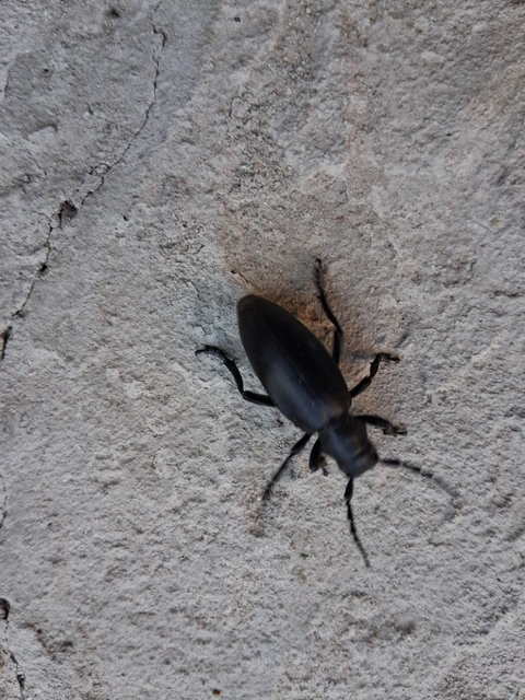 Dorcadion aethiops - fekete gyalogcincér Dorcadion aethiops - fekete gyalogcincér