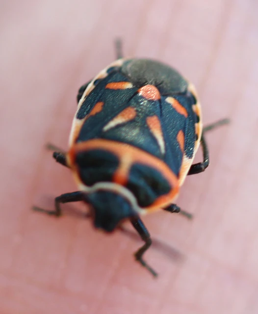 Eurydema fieberi - keresztespoloska Eurydema fieberi - keresztespoloska