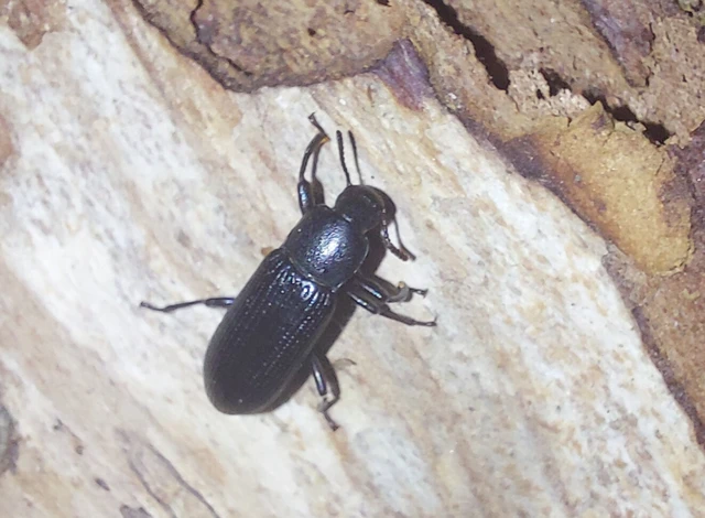Menephilus cylindricus - fogasnyakú gyászbogár