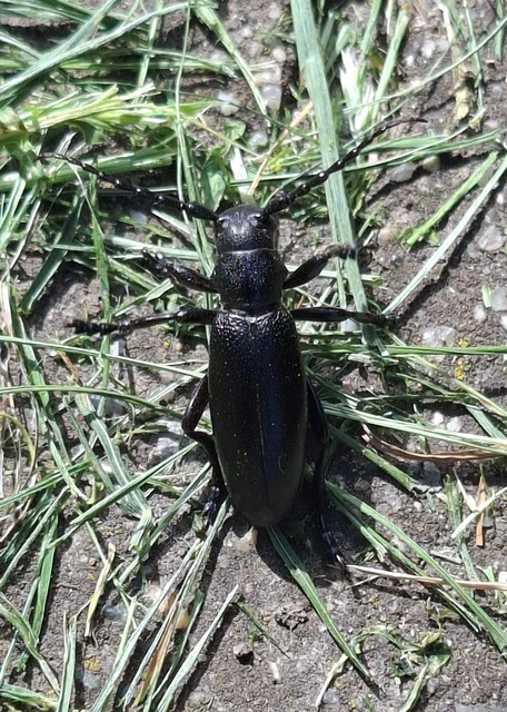 Dorcadion aethiops - fekete gyalogcincér Dorcadion aethiops - fekete gyalogcincér