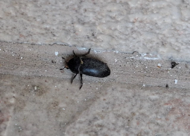Dermestes laniarius - gyászos porva Dermestes laniarius - gyászos porva
