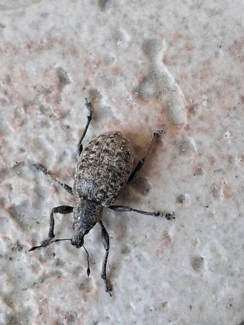 Liophloeus tessulatus - kockás barabolyormányos
