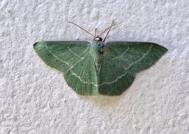 Chlorissa viridata - üdezöld araszoló