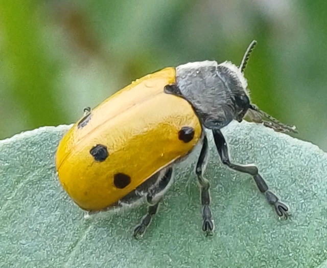 Lachnaia sexpunctata - szőrösnyakú zsákhordóbogár Lachnaia sexpunctata - szőrösnyakú zsákhordóbogár