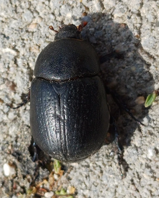 Pentodon idiota - butabogár