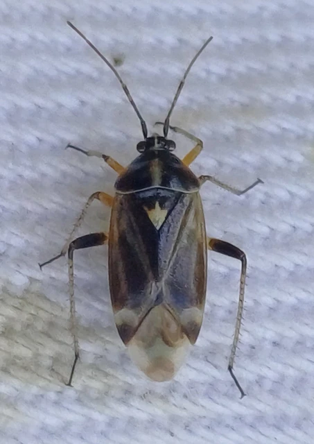 Harpocera