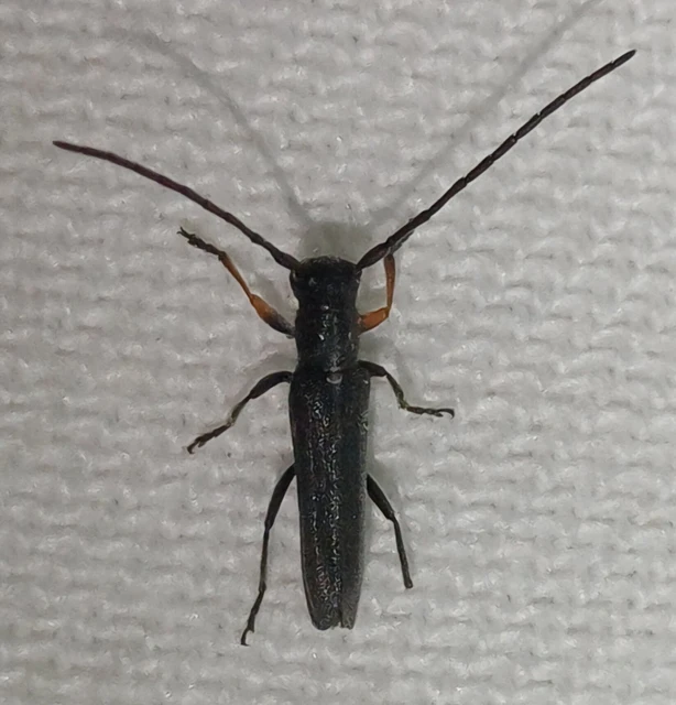 Phytoecia cylindrica - medvelapucincér