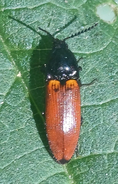 Ampedus