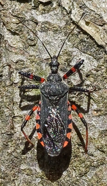 Rhynocoris annulatus - gyűrűslábú gyilkospoloska